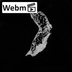 DV14-49 Homo sapiens thoracic vertebra second ct stack movie