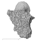 DV14-50 Homo sapiens thoracic vertebra third anterior