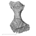 DV14-50 Homo sapiens thoracic vertebra third inferior
