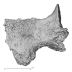 DV14-50 Homo sapiens thoracic vertebra third lateral