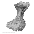 DV14-50 Homo sapiens thoracic vertebra third superior