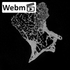 DV14-50 Homo sapiens thoracic vertebra third ct stack movie
