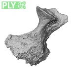 DV14-50 Homo sapiens thoracic vertebra third ply