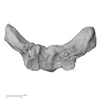 DV14-51 Homo sapiens thoracic vertebra third anterior