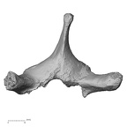 DV14-51 Homo sapiens thoracic vertebra third inferior