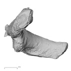 DV14-51 Homo sapiens thoracic vertebra third lateral