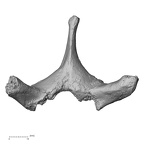 DV14-51 Homo sapiens thoracic vertebra third superior