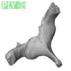 DV14-51 Homo sapiens thoracic vertebra third ply