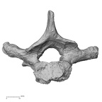 DV14-52 Homo sapiens thoracic vertebra fourth inferior