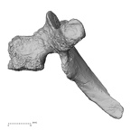 DV14-52 Homo sapiens thoracic vertebra fourth lateral