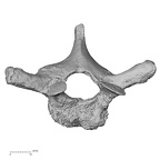 DV14-52 Homo sapiens thoracic vertebra fourth superior