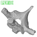 DV14-52 Homo sapiens thoracic vertebra fourth ply