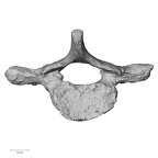 DV14-53 Homo sapiens thoracic vertebra fifth inferior