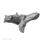 DV14-54 Homo sapiens thoracic vertebra sixth anterior
