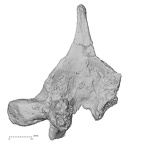 DV14-54 Homo sapiens thoracic vertebra sixth inferior
