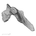 DV14-54 Homo sapiens thoracic vertebra sixth lateral