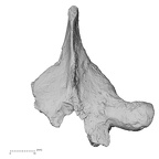 DV14-54 Homo sapiens thoracic vertebra sixth superior