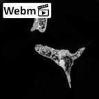 DV14-54 Homo sapiens thoracic vertebra sixth ct stack movie