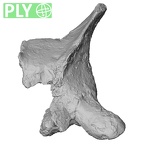 DV14-54 Homo sapiens thoracic vertebra sixth ply