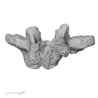 DV14-55 Homo sapiens thoracic vertebra seventh anterior