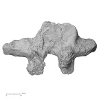 DV14-55 Homo sapiens thoracic vertebra seventh inferior