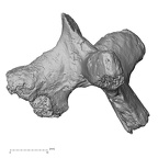 DV14-55 Homo sapiens thoracic vertebra seventh lateral