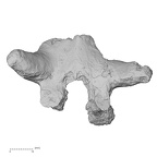 DV14-55 Homo sapiens thoracic vertebra seventh superior