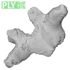 DV14-55 Homo sapiens thoracic vertebra seventh ply