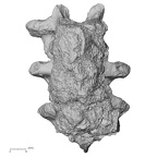 DV14-56 Homo sapiens thoracic vertebra eighth anterior