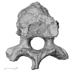 DV14-56 Homo sapiens thoracic vertebra eighth inferior