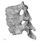 DV14-56 Homo sapiens thoracic vertebra eighth lateral