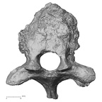 DV14-56 Homo sapiens thoracic vertebra eighth superior