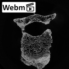 DV14-56 Homo sapiens thoracic vertebra eighth ct stack movie