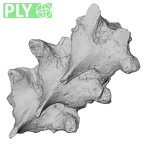 DV14-56 Homo sapiens thoracic vertebra eighth ply