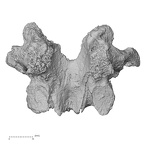 DV14-59 Homo sapiens thoracic vertebra eleventh anterior
