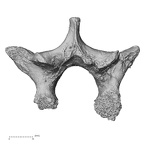 DV14-59 Homo sapiens thoracic vertebra eleventh inferior