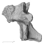 DV14-59 Homo sapiens thoracic vertebra eleventh lateral