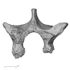 DV14-59 Homo sapiens thoracic vertebra eleventh superior