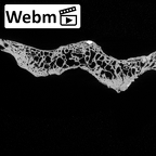 DV14-59 Homo sapiens thoracic vertebra eleventh ct stack movie