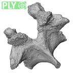 DV14-59 Homo sapiens thoracic vertebra eleventh ply