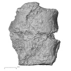 DV14-60 Homo sapiens thoracic vertebra eleventh anterior