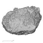 DV14-60 Homo sapiens thoracic vertebra eleventh inferior