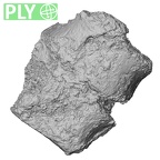 DV14-60 Homo sapiens thoracic vertebra eleventh ply