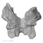 DV14-61 Homo sapiens thoracic vertebra twelfth anterior
