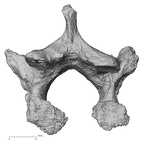 DV14-61 Homo sapiens thoracic vertebra twelfth inferior