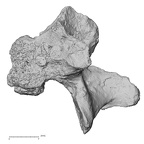 DV14-61 Homo sapiens thoracic vertebra twelfth lateral