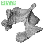 DV14-61 Homo sapiens thoracic vertebra twelfth ply
