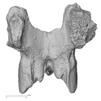 DV14-63 Homo sapiens lumbar vertebra first anterior