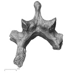 DV14-63 Homo sapiens lumbar vertebra first inferior