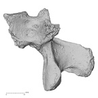 DV14-63 Homo sapiens lumbar vertebra first lateral